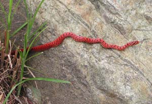 �W���O��