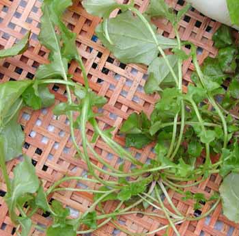 �z�g�P�m�U