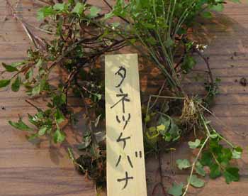 �^�l�c�P�o�i